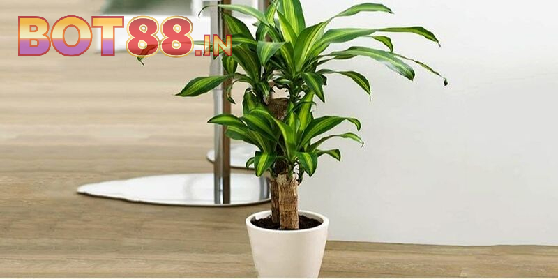 Cách Giải Đen Lô Đề Chuẩn Chỉ Áp Dụng Là Bất Bại 2025 2 Cây phong thủy sẽ có khả năng giải vận đen lô đề